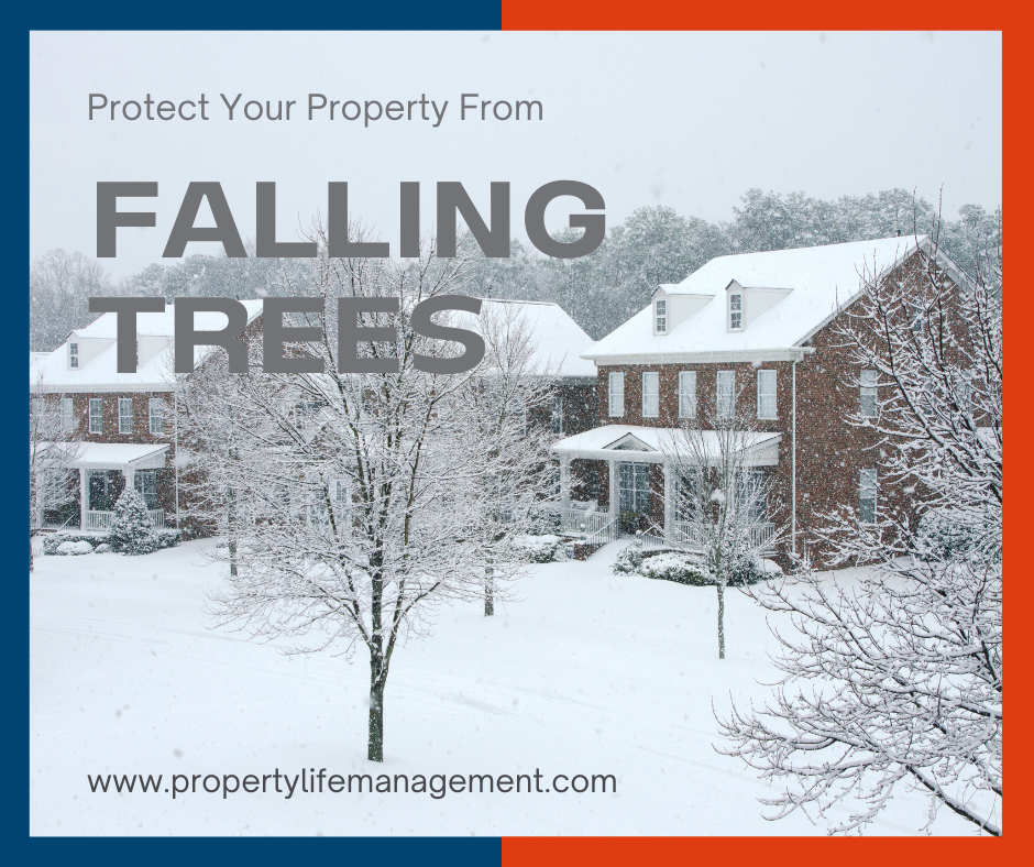 snow covered trees and a house